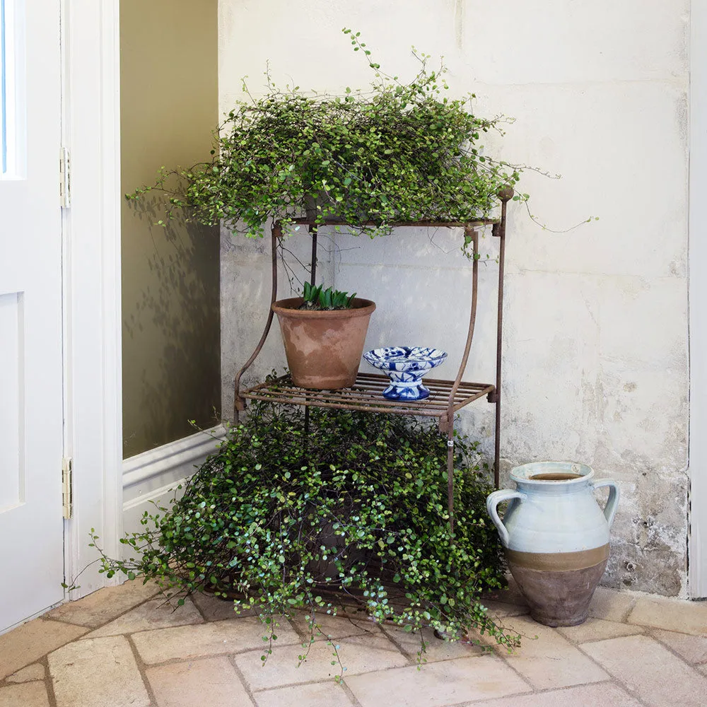 Elegance Narrow Tiered Plant Stand